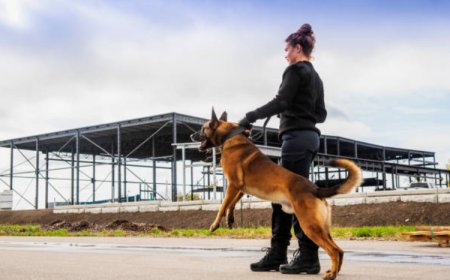 The Ultimate Guide to Protection Dogs: Personal, Family, and Guard Dogs for Sale