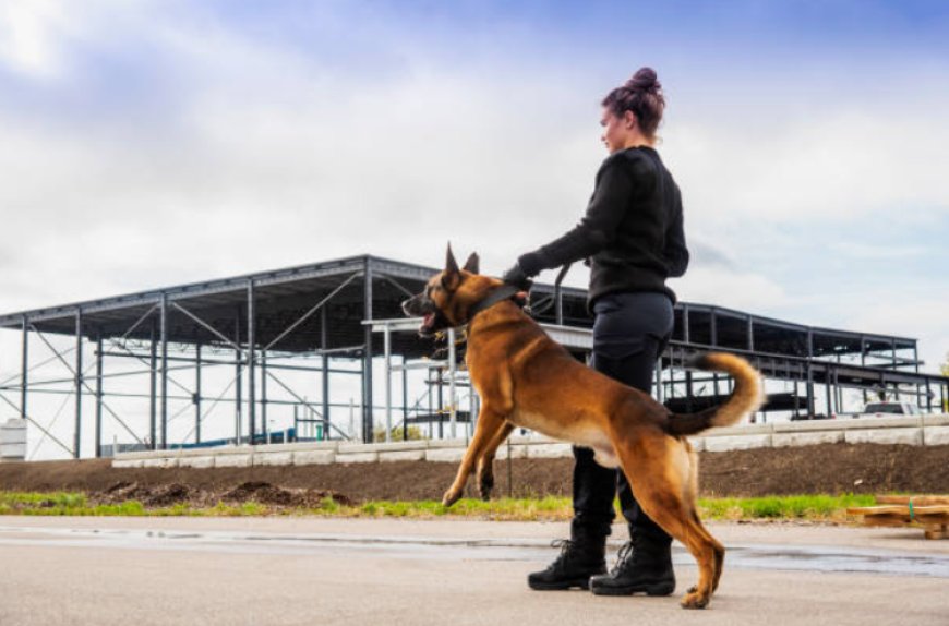 The Ultimate Guide to Protection Dogs: Personal, Family, and Guard Dogs for Sale