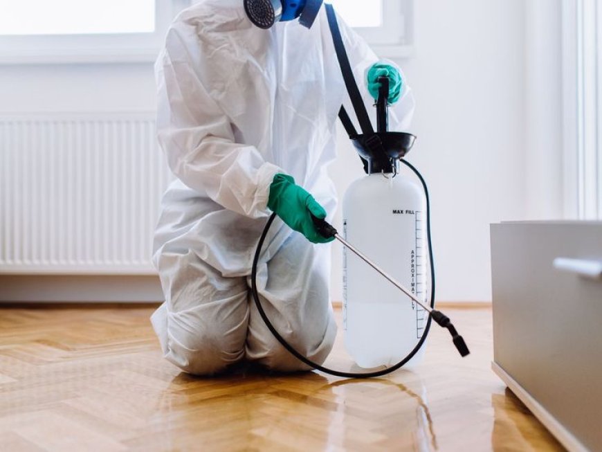 Pest Control Near Me | Trusted, Local Experts Ready to Help