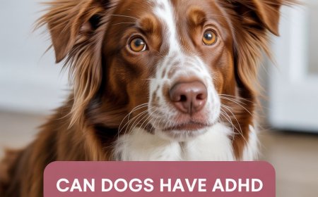 Can Dogs have ADHD? Guide to Behavioral Disorders in Dogs