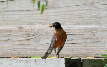 Meet the Robin: Nature’s Cheerful Songbird