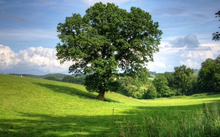 The Life and Importance of Trees