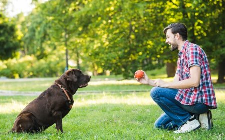 Find Professional Dog Training Services in Los Angeles That Work