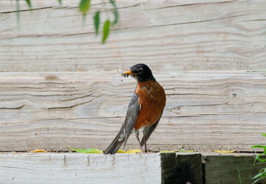 Meet the Robin: Nature’s Cheerful Songbird