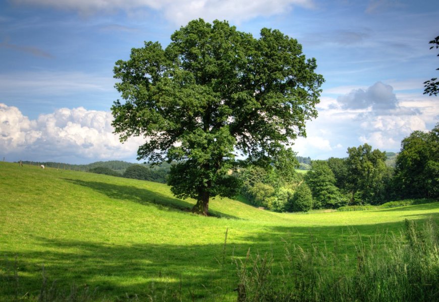 The Life and Importance of Trees