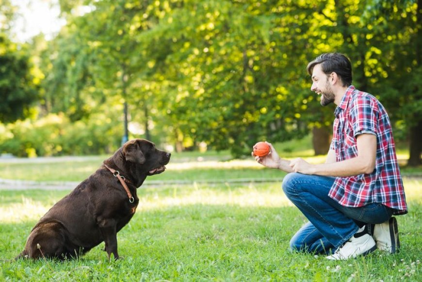 Find Professional Dog Training Services in Los Angeles That Work